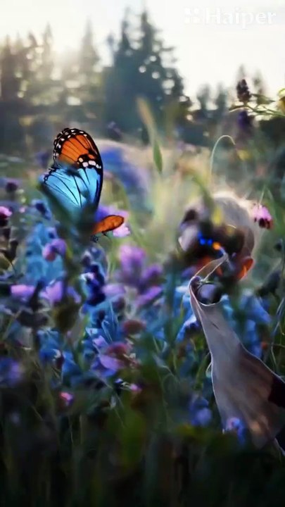 Videos | Short video | funny | forest| deer | beautiful young boy
