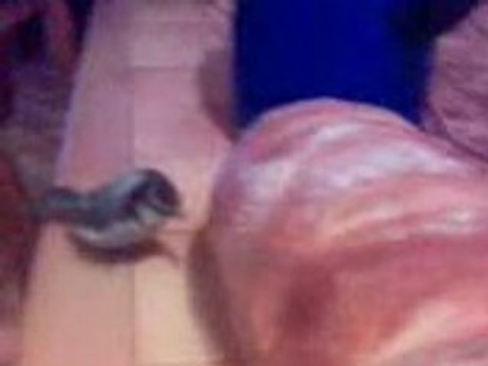 Clip(13)