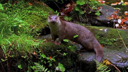 4K HDR 60FPS Dolby Vision - The Most Advanced Animals Watching Experience Yet!