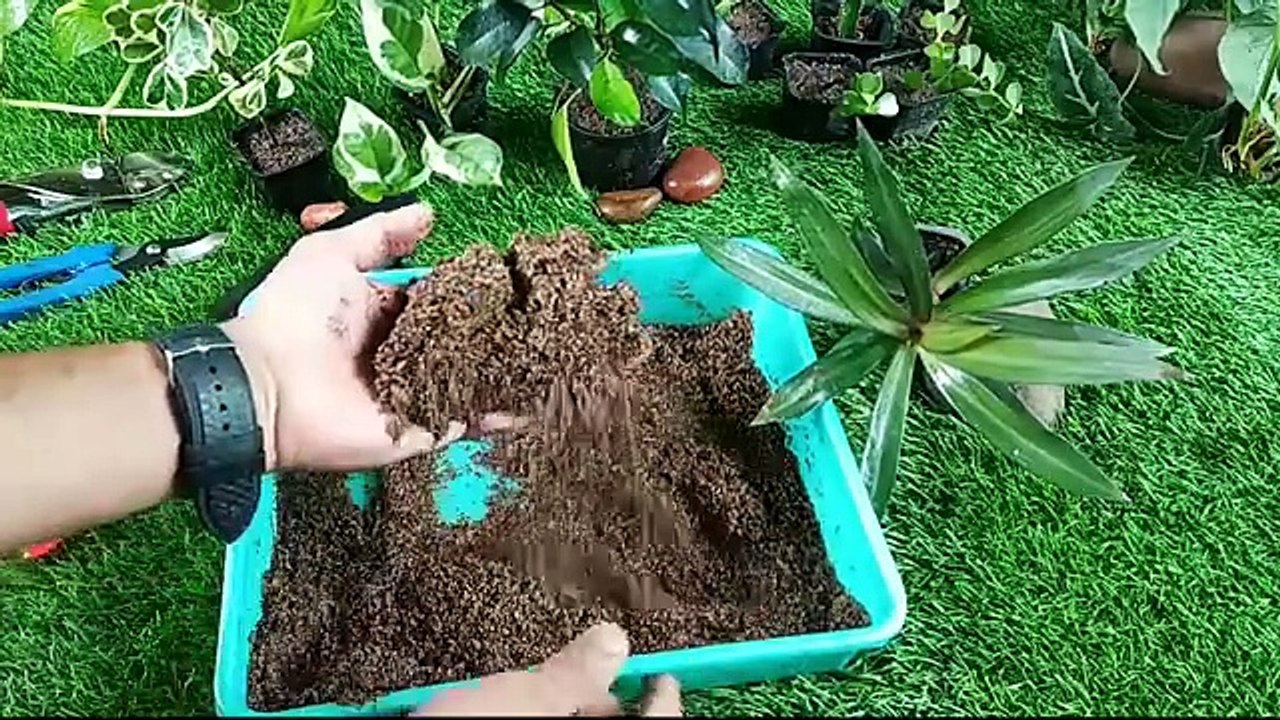 The best soil medium for rooting plant cuttings faster