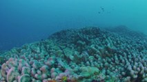 Encuentran el Coral más grande del mundo en las islas Salomón