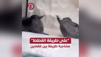 "على طريقة القطط" مشاجرة طريفة بين فقمتين