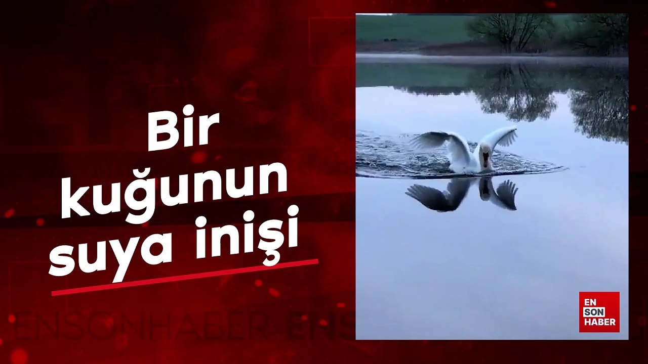 Bir kuğunun suya inişi