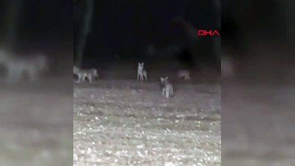 Tarlanın ortasında neye uğradığını şaşırdı! Kurt sürüsü etrafını böyle sardı