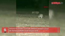 Ankara'da korku dolu anlar! Kurt sürüsü etrafını sardı: O anlar anbean kaydedildi