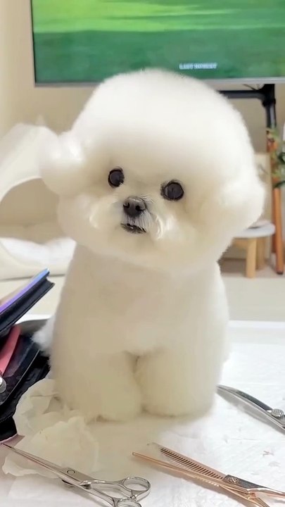 CUTEST Pets Animals EVER!