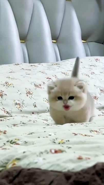 CUTEST Pets Animals EVER!