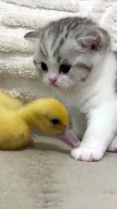 CUTEST Pets Animals EVER!