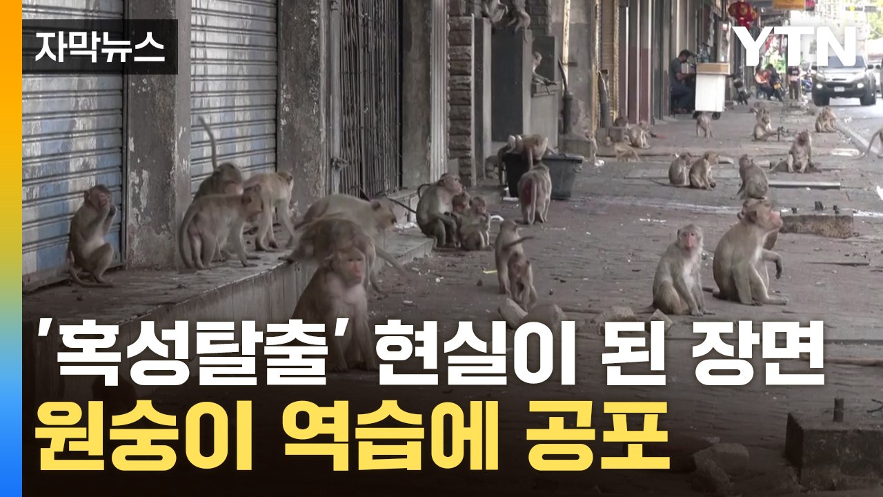 [자막뉴스] 공격적 돌변한 원숭이에 점령 당한 태국...야생동물의 '역공' / YTN