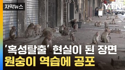 [자막뉴스] 공격적 돌변한 원숭이에 점령 당한 태국...야생동물의 '역공' / YTN