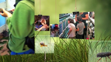 Australian twins on a mission to find and record tiny invertebrate species