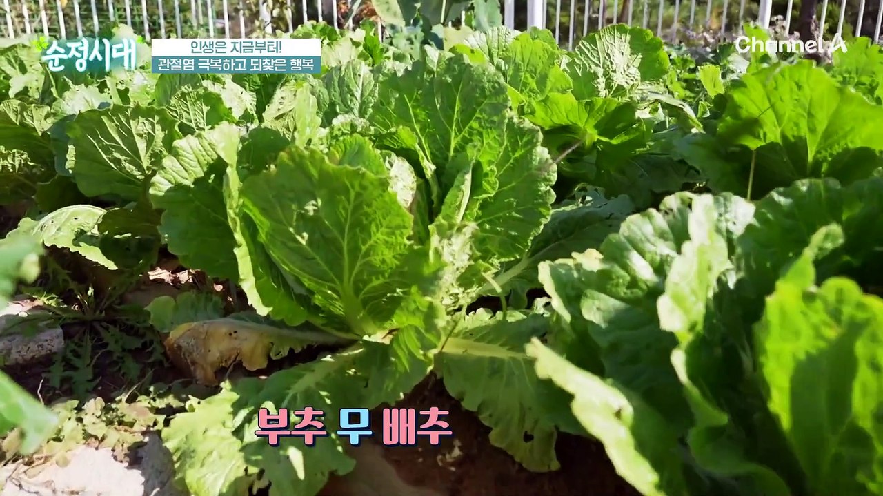 관절염 극복하고 되찾은 행복! 무릎 관절과 일상을 되찾은 그녀의 건강 비결은?