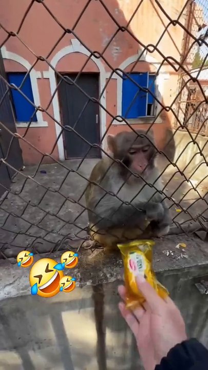 Monkey