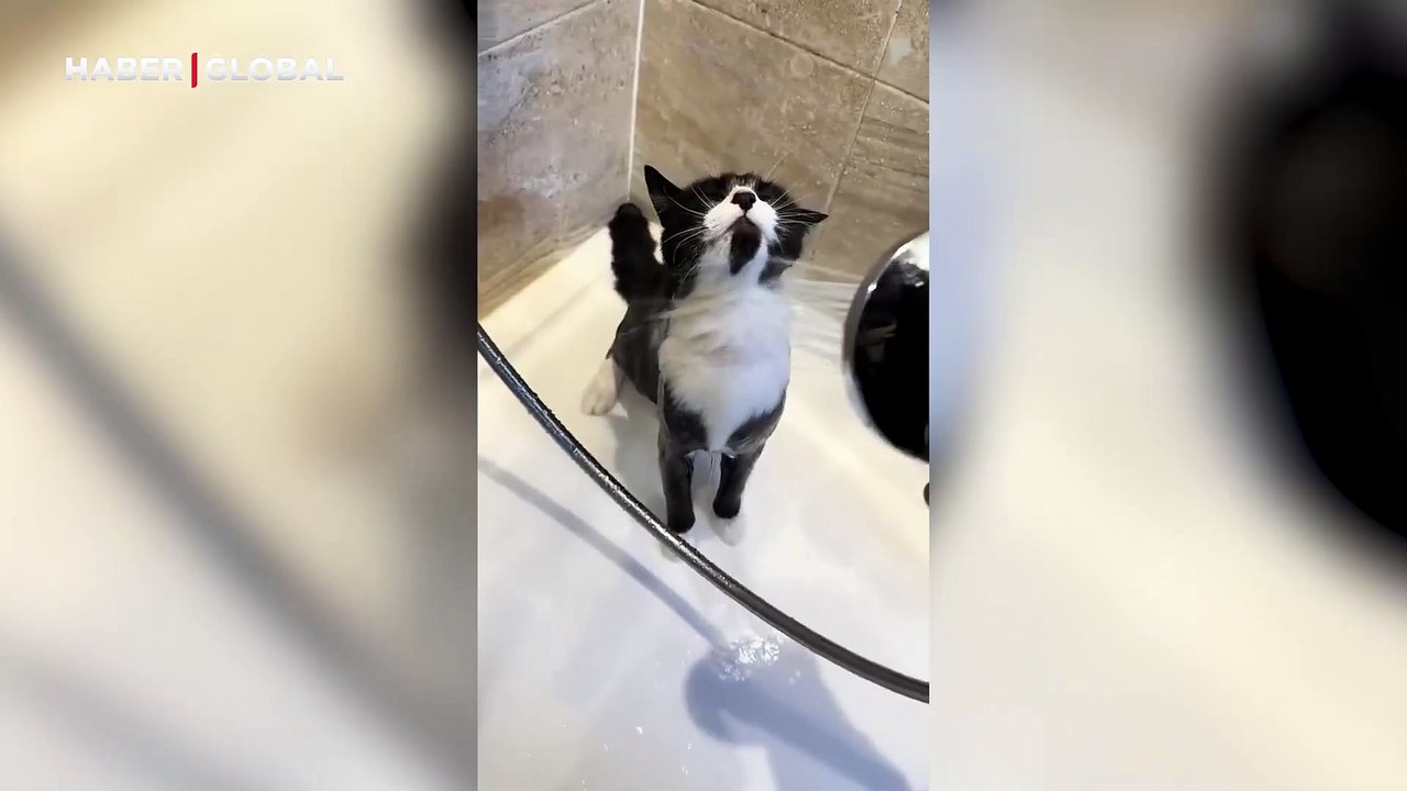 Duş almaktan zevk alan kedinin halleri herkesi gülmekten kırdı geçirdi