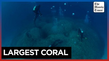 World's largest coral discovered in Solomon Islands