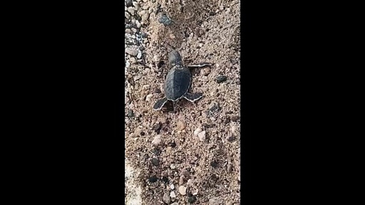 Des bébés tortues nés à Kélonia bientôt relâchés