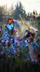 Videos | Short video | funny | butterfly | forest | animals | animal | beautiful young boy