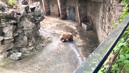 الدب "جون جون" يشعل الإنترنت ويخطف الأنظار في حديقة حيوان شنغهاي