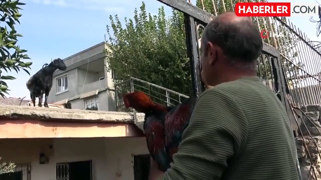 Adana'da 'Nuh'un Gemisi' Dostluğu: Keçileri ve Horozuyla Sokağa Çıkan Adam