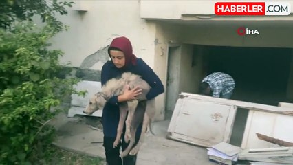 Hasarlı Binada Mahsur Kalan Köpek Kurtarıldı