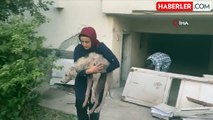 Hasarlı Binada Mahsur Kalan Köpek Kurtarıldı