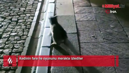 Kedi oyun, fare can derdinde