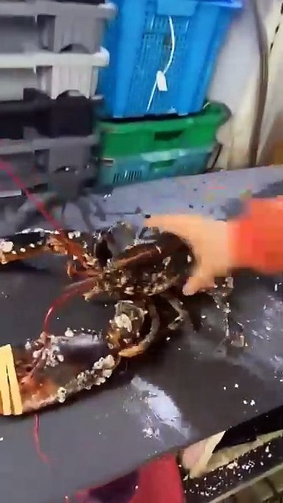 Cleaning Barnacles Off a Lobster s Shell #shorts