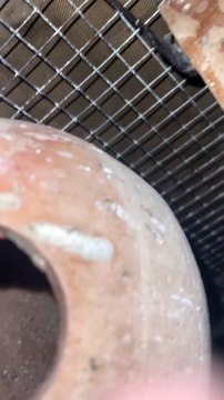 #trending #viral #usa #shortvideo #baby #parrot #parrotlover #parrottalking #budgies #pet #birds