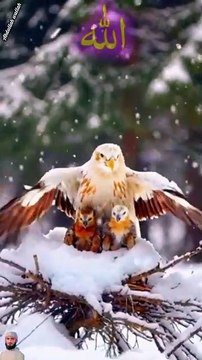 surah jummah 1 1 create #foryou #foryou #foryou #shorts #IslamicShorts #shortsvideo #shortfeed #NatureInspiredByQuran #bird