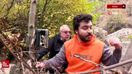 Sivas'ta fotokapana yansıyan doğal hayat