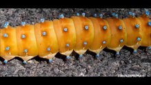 Bruco di Saturnia del pero. Caterpilliar of th giant peacock moth. Vallombrosa. Firenze - 06 08 2022.mp4