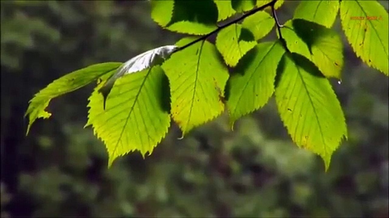 François Villon  Faludy György   BALLADA A SENKI FIÁRÓL  előadó Répa Ati