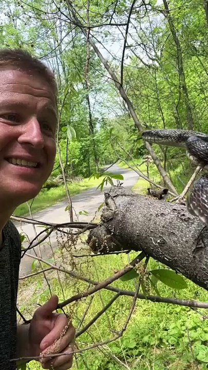 Reptile expert goes nose to nose with a wild rat snake!