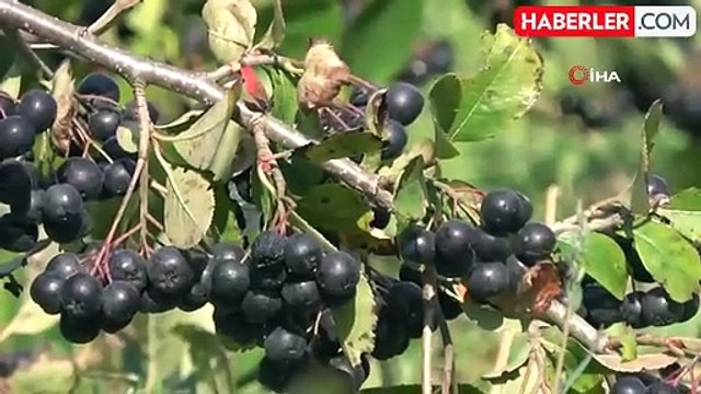 Yalova'nın Coğrafi İşaretli Aronya Üretimi Yüzleri Gülendiriyor