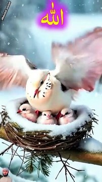 surah jummah 12 create #foryou #foryou #foryou #shorts #IslamicShorts #shortsvideo #shortfeed #NatureInspiredByQuran #bird