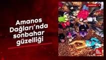 Amanos Dağları’nda sonbahar güzelliği