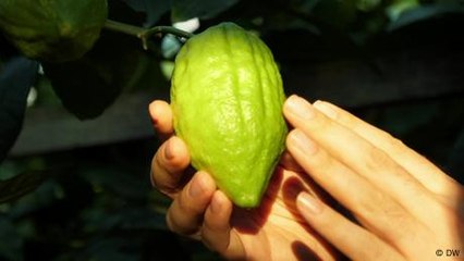 Would you pay €200 for a piece of fruit?