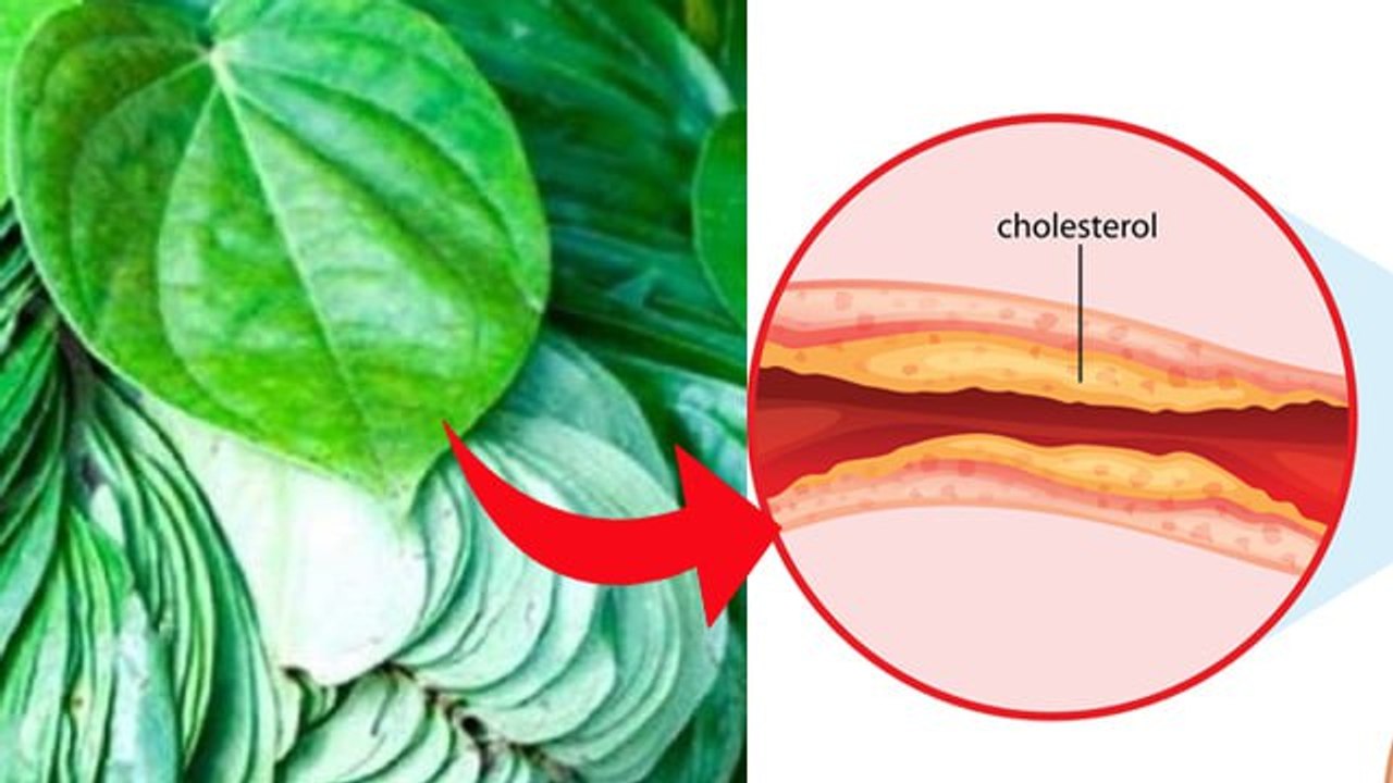 High Cholesterol में पान खाने से क्या होता हैं, High Cholesterol Me Paan Khaane Ke Fayde | Boldsky