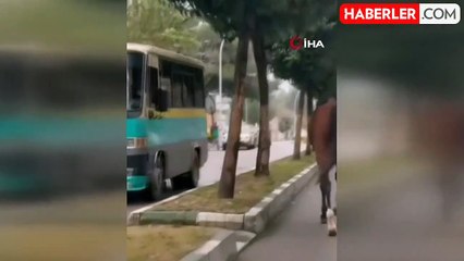 Karabük'te Başlıca Tehlikeler: Yerinden Çıkan Mazgal ve Başıboş At