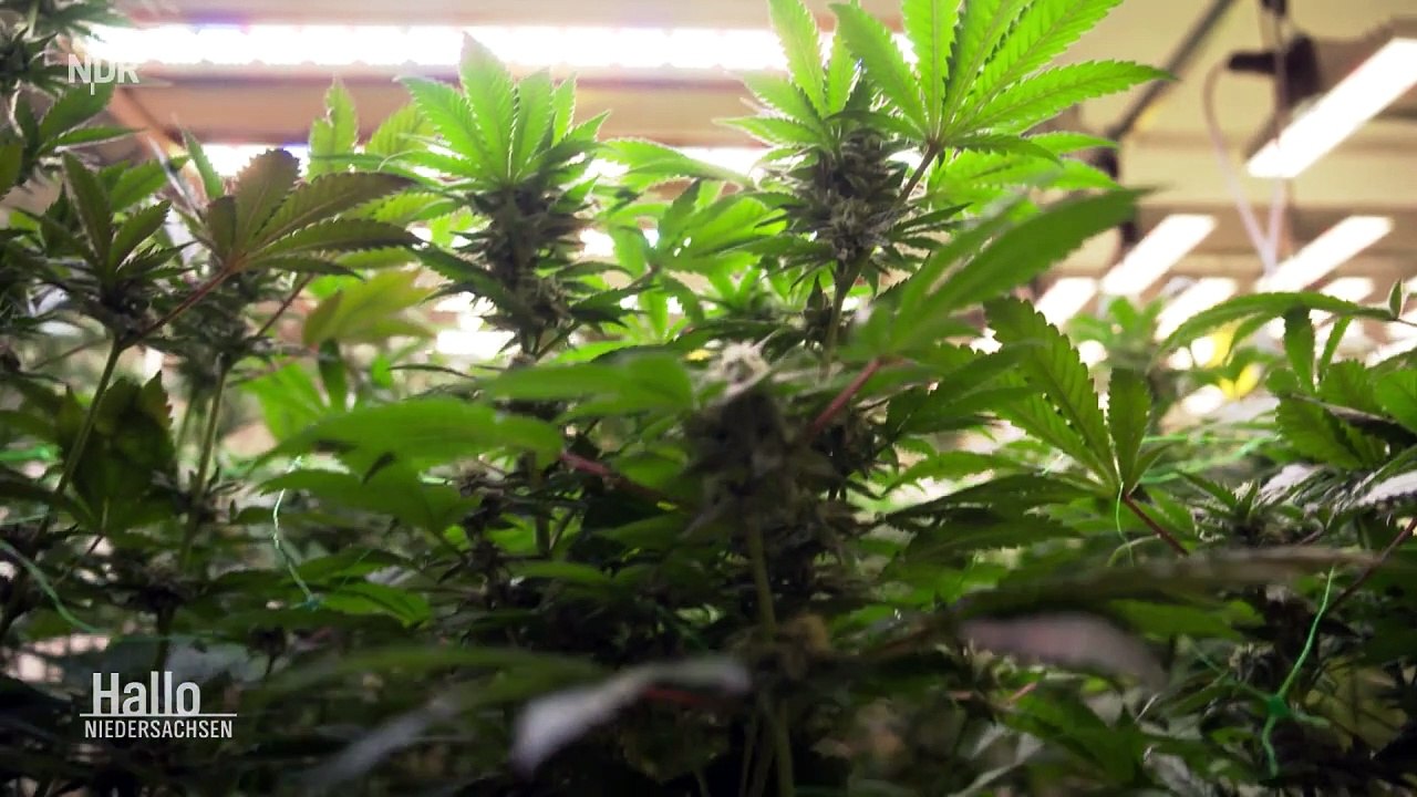 Cannabis  erstausgabe