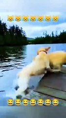 cachorros desastrados e gatos arteiros kkk