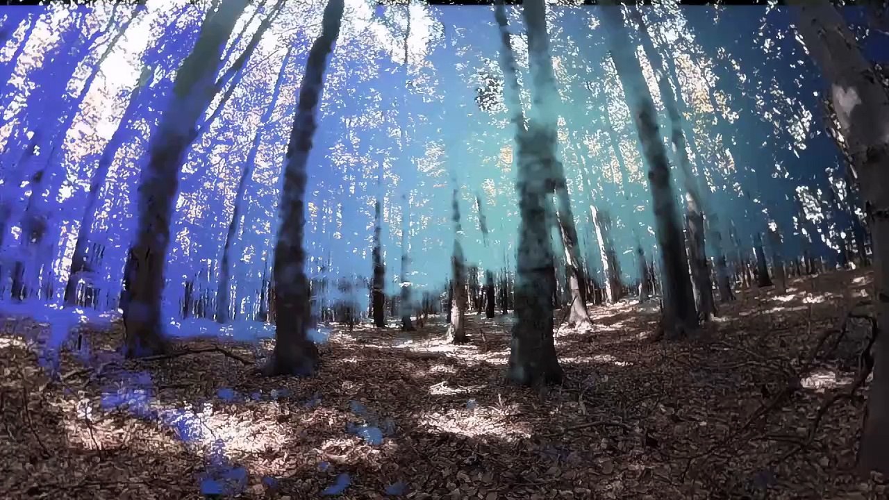 The root