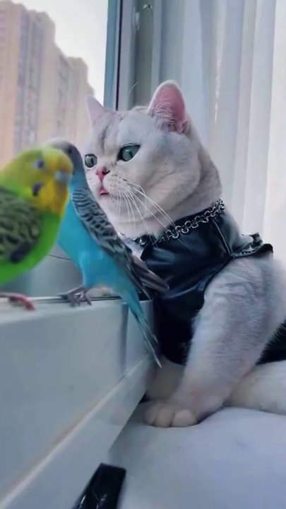 When Cat playing with His Tiny Lovebird | Funny Parrots Annoying Cats Compilation . #funnycats #parrot