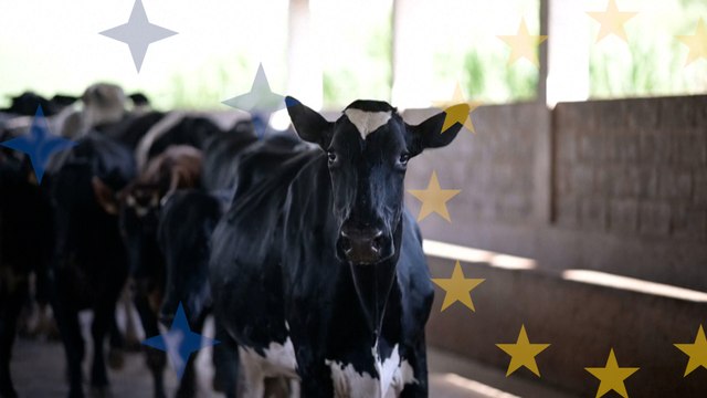 La viande de boeuf brésilienne va-t-elle bloquer la France ?