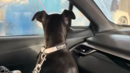 Woman takes her dog to the car wash but he thinks it's a danger zone