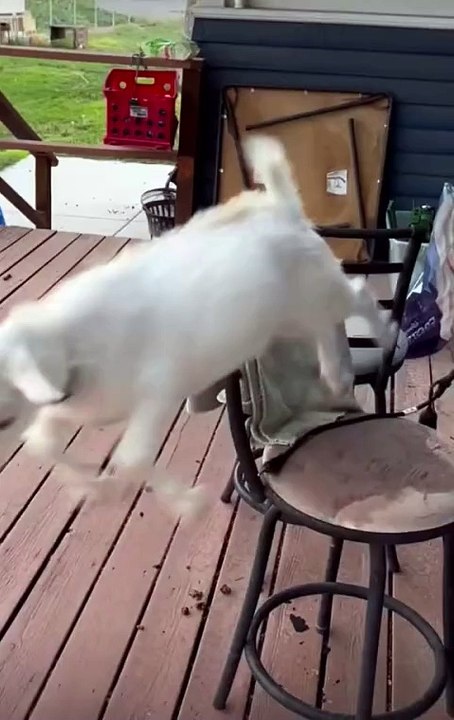 animalsarefrind