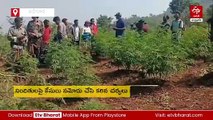 15 ఎకరాల్లో అక్రమ గంజాయి సాగు -పసిగట్టి తగుల బెట్ట