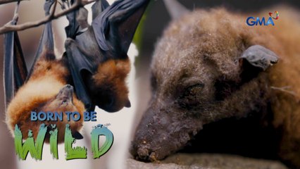 Balakid sa malayang paglipag ng mga paniki | Born to be Wild