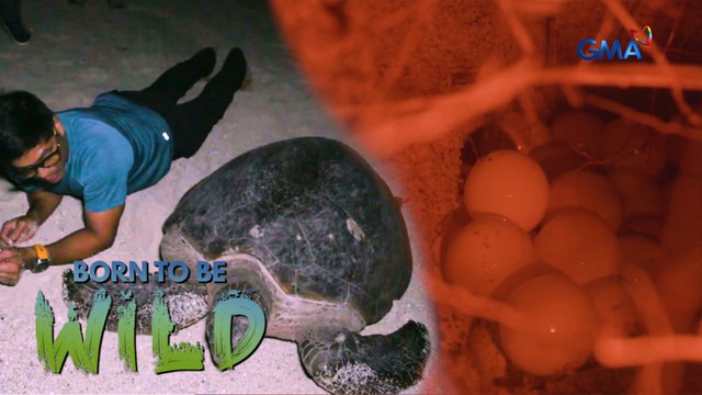 Doc Nielsen Donato, nasaksihan ang pangingitlog ng mga pawikan sa Sulu! | Born to be Wild