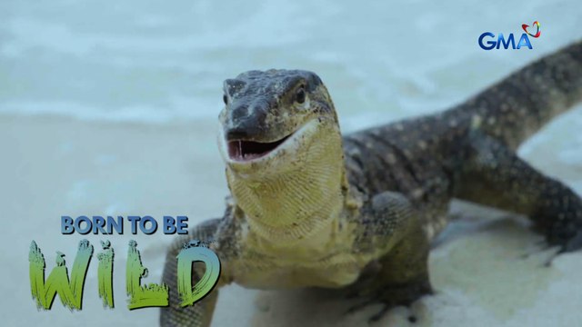 Bayawak, ang malaking banta sa buhay ng mga pawikan | Born to be Wild